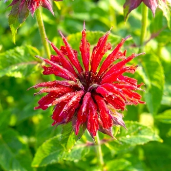 PYSZNOGŁÓWKA CAMBRIDGE SCARLET czerwona - sadzonki 10 / 20 cm